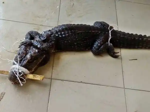 Congregation in Total Shock as a Live Alligator is Presented for Annual Harvest Thanksgiving in Warri (Photos)